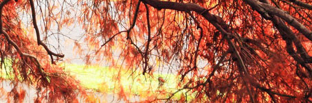 云呼死你轰炸免费网页平台