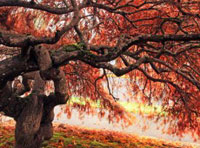 手机号测压网页